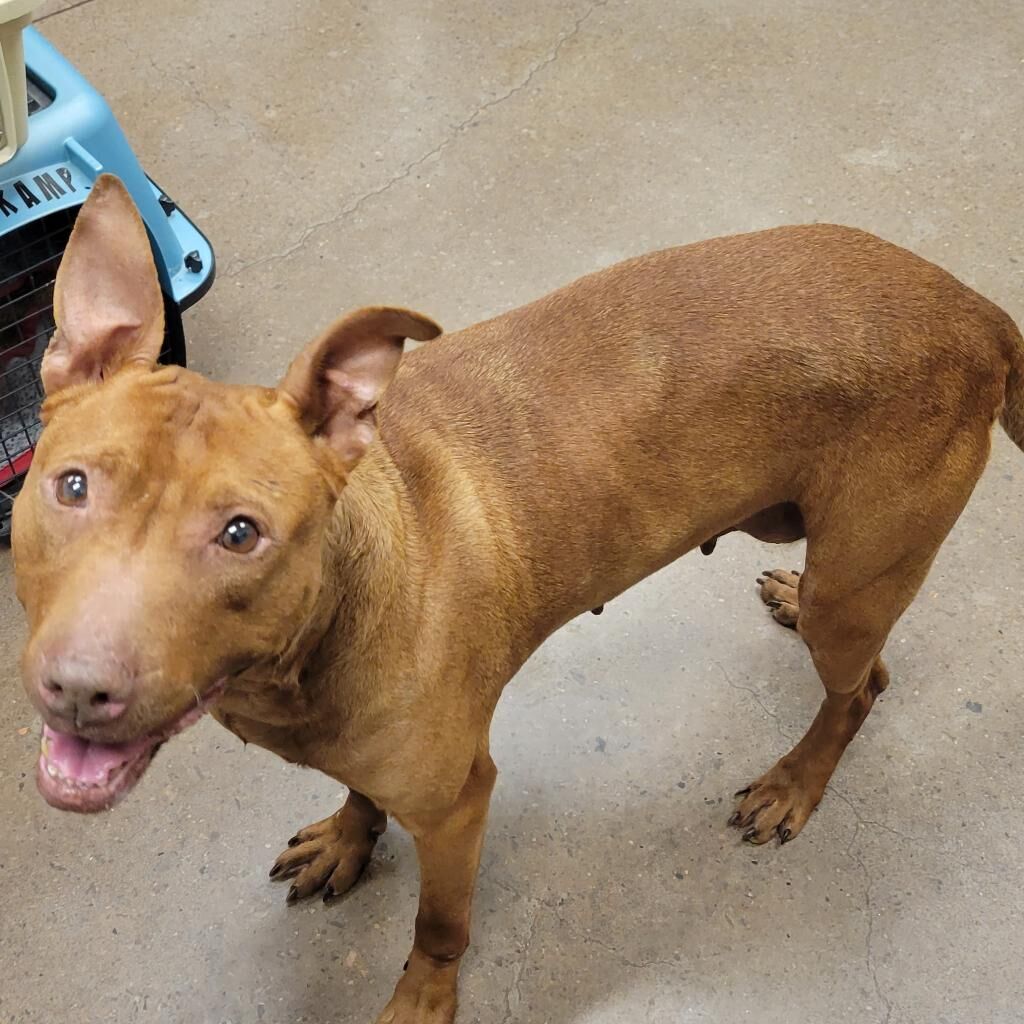 PAUL'S PET: 'Lychee' the dog up for adoption at Human Educational Society in Chattanooga